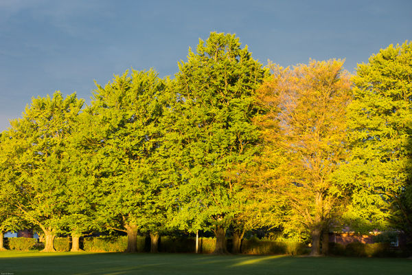Golden trees in the golden hour just before sunset...
