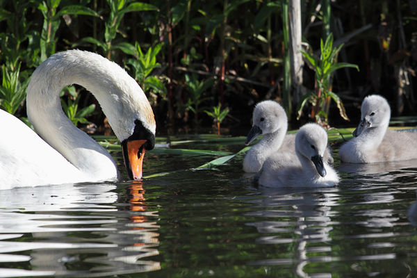 Mute Swan and cygnets: Mute swan and some of her 7 cygnets. This pair ...