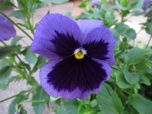 Pansy -approx 1" to 1-1/4" across...