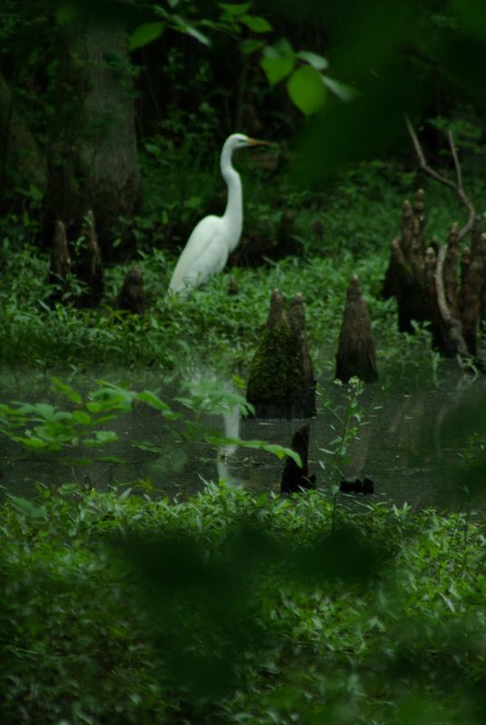 Egret near Walnut Log portion of lake...