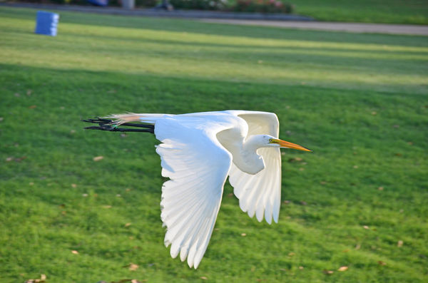 Great Egret in flight...