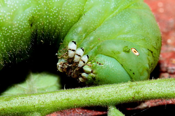 Green tomato 'hornworm' caterpillar...