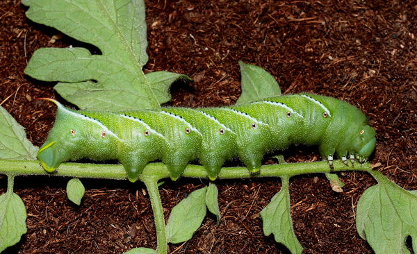 Green tomato hornworm, all of him...