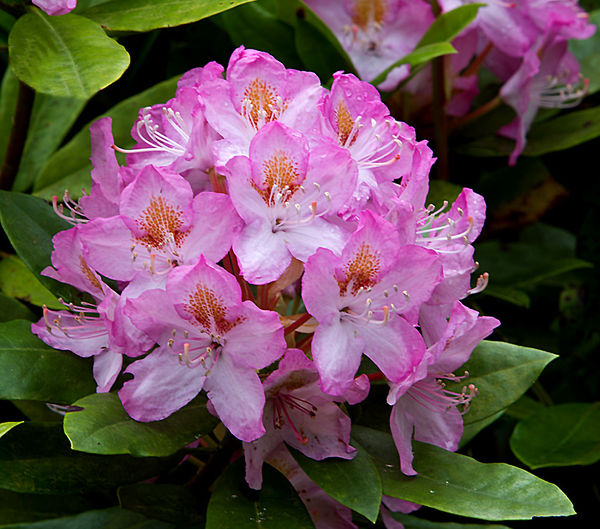 Rhododendron No1...