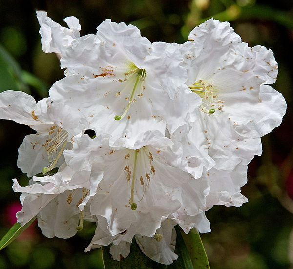 Rhododendron No2...