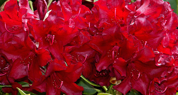 Rhododendron No3...