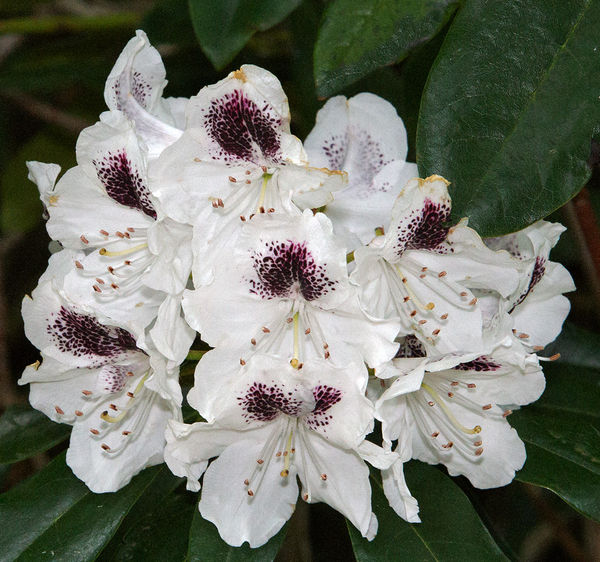 Rhododendron No4...