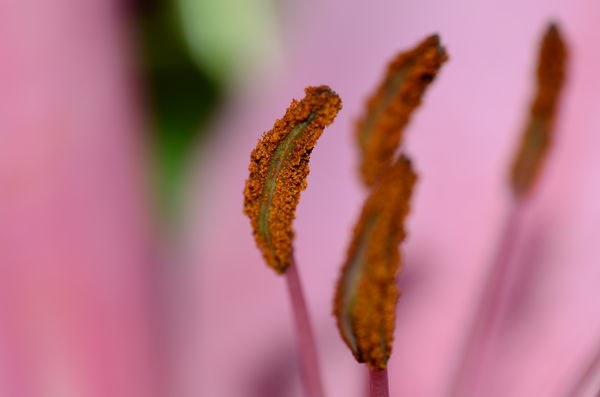 Anthers with pollen (male parts) f/11 1/125sec.tam...