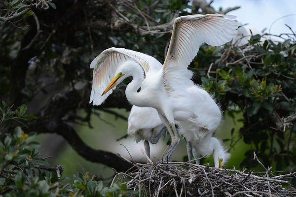 Egret chicks about to fledge....