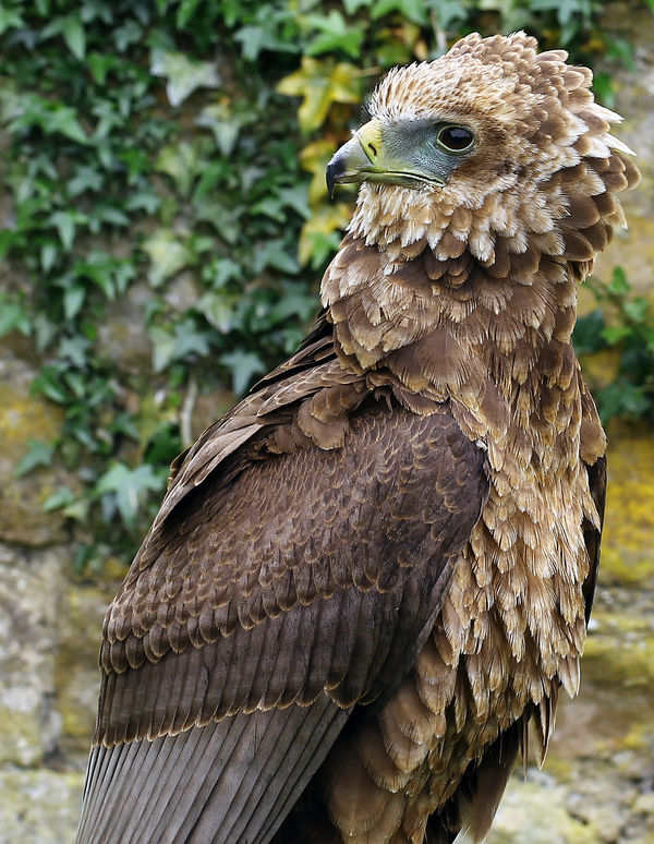 Bateleur Eagle( Juvenile)...