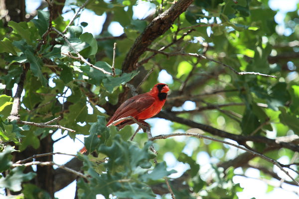 red bird,male...