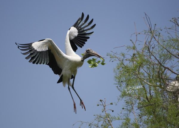 Wood-stork nesting material...