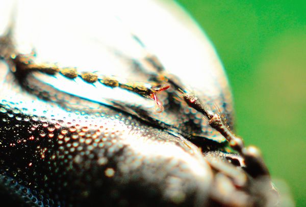 some thing from the mouth area of a flipper beetle...