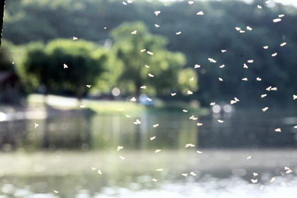 Stacked images of insects swarming by the lake...