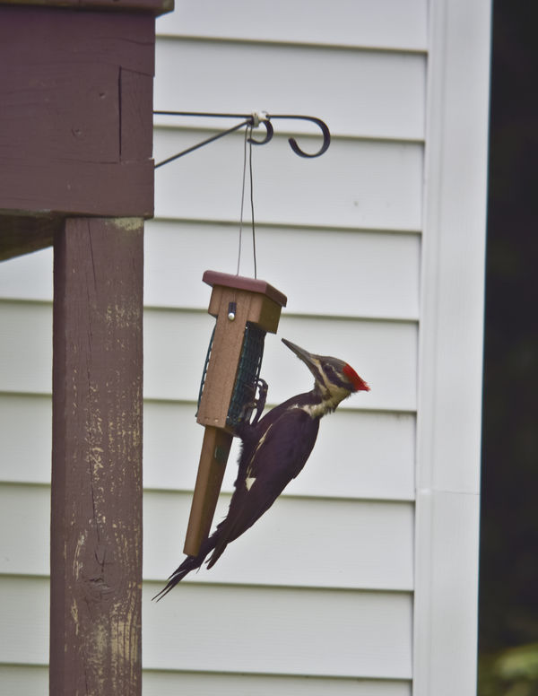 Pileated Woodpecker, female...