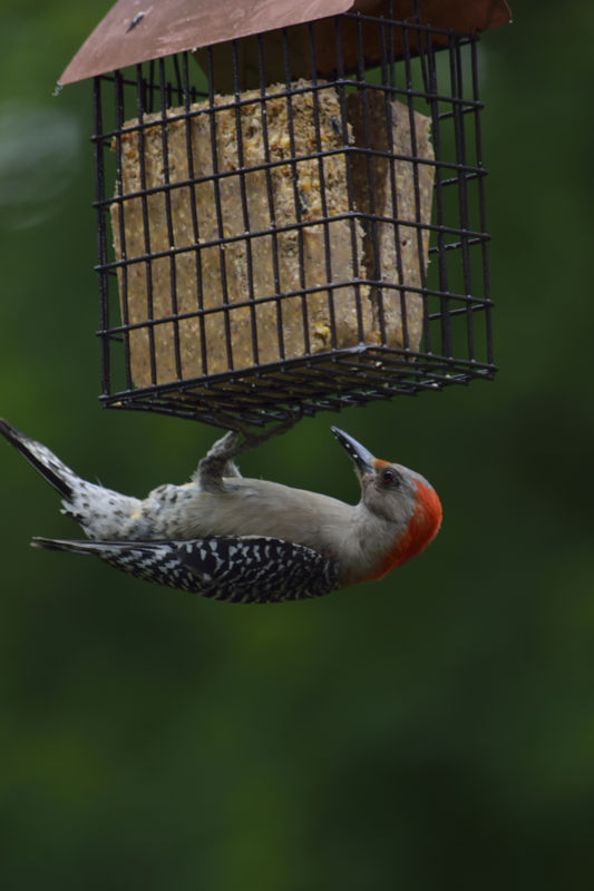 Red bellied Woodpecker, male...