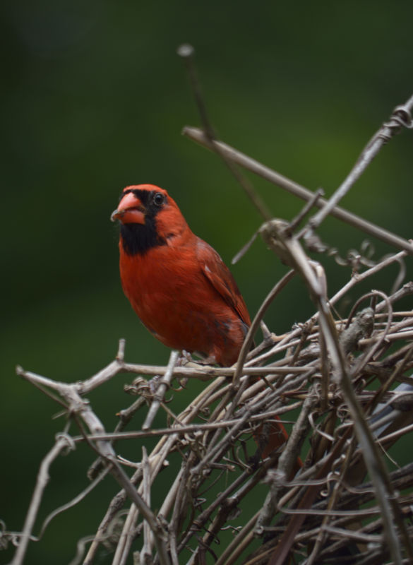 Cardinal, male...