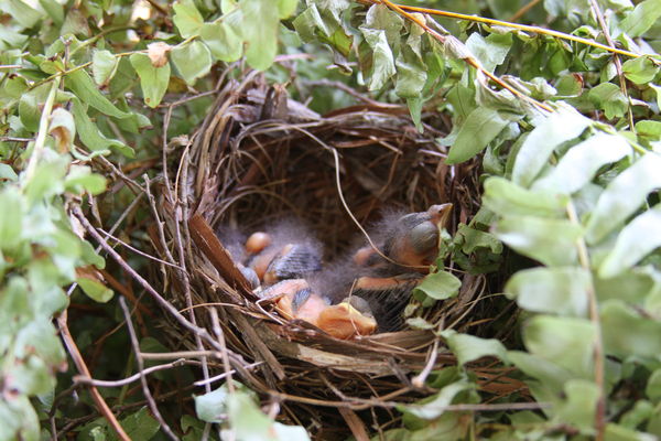 Look honey, some baby cardinals. She said, "can yo...