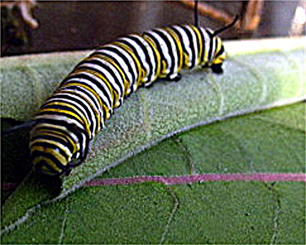 a Monarch Butterfly Caterpillar...