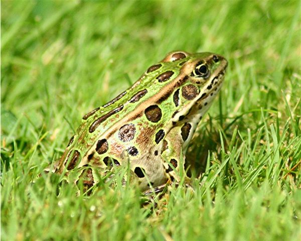 A Leopard Frog...