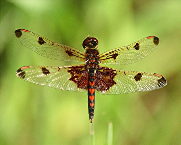A Calico Pennant dragonfly...