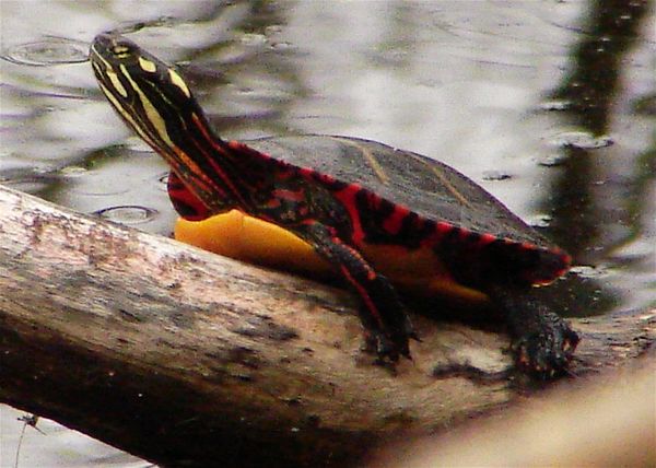 A Painted Turtle...