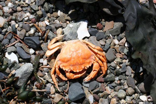 A pretty crab shell...