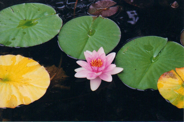 Pond lilly...
