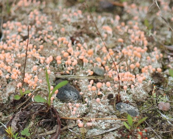 Pink Earth Lichen...