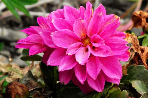 Pink flower...