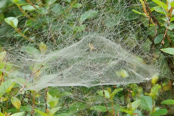 saw this spider web on bush in yard. The speck tha...