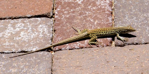 Western whiptail, also known as a stripped lizard...