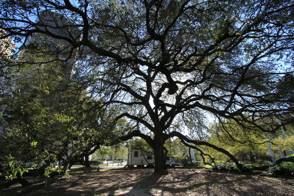 Live oak tree in a park in downtown Houston...