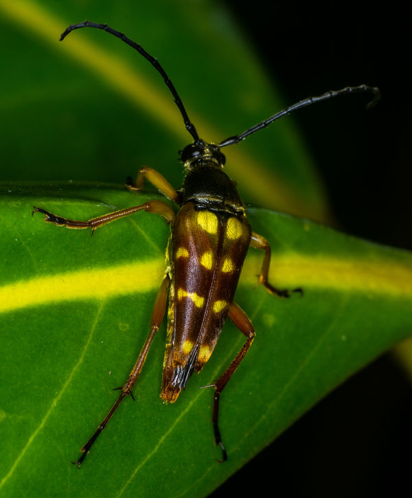 Typocerus velutinus Beetle...
