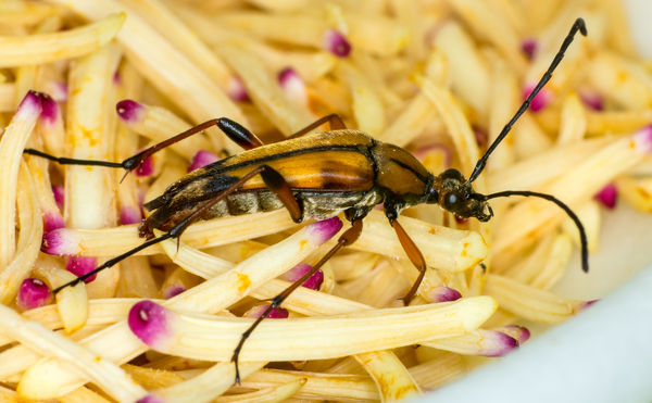Female Strangalia famelica Beetle...
