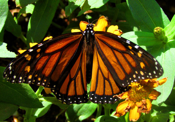 Female Monarch...