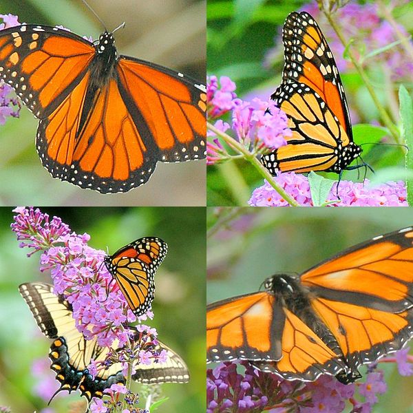 grouping of Butterflies...