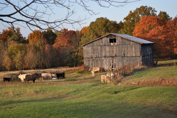 Cows and the Barn...