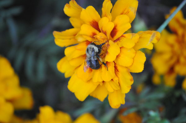 Bee on a Flower in the Field...