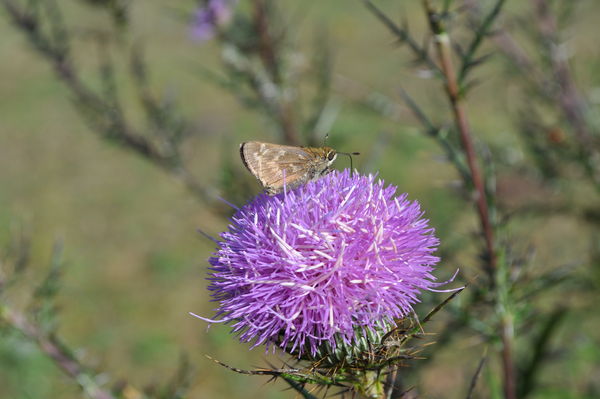 A Moth Resting on a Pretty Purple Flower...