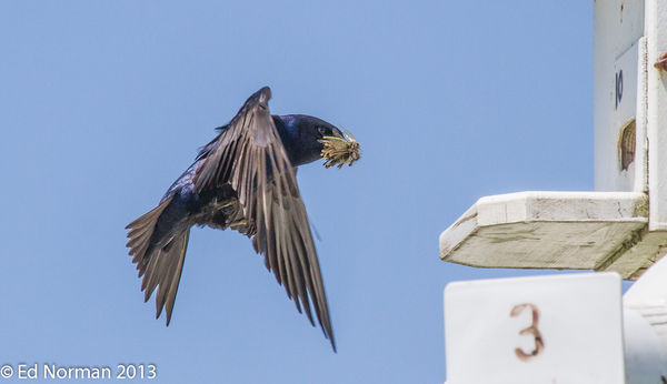 Martins hunt insects on the wing. How can a bird c...