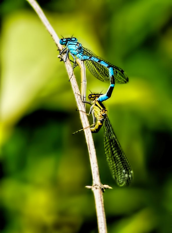 Damsel flies doing what comes naturally...