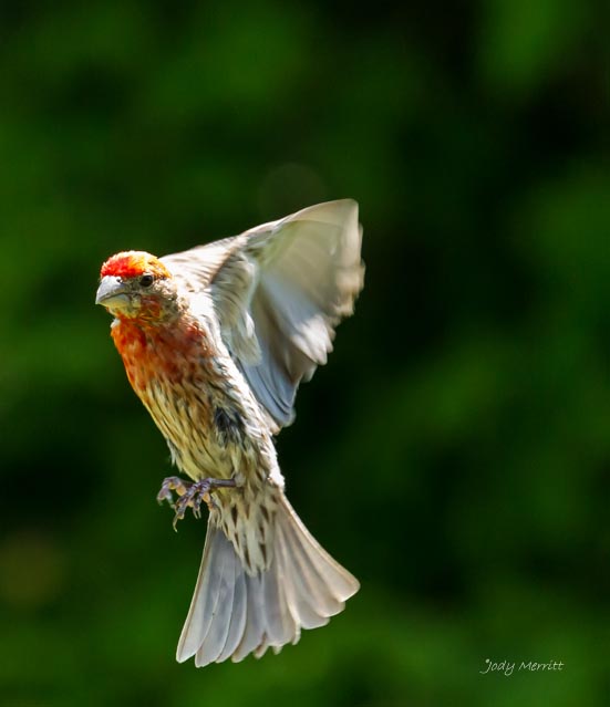 This House Finch was coming in to land on the feed...