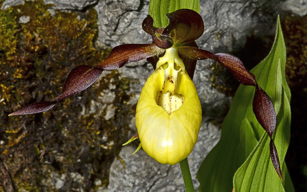 lady's slipper orchid...