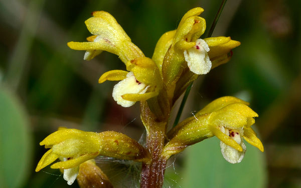 Coralroot orchid, a very small rare saprophytic or...