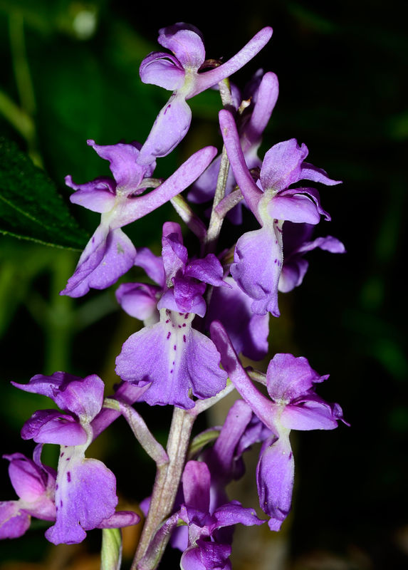 Early purple orchid...