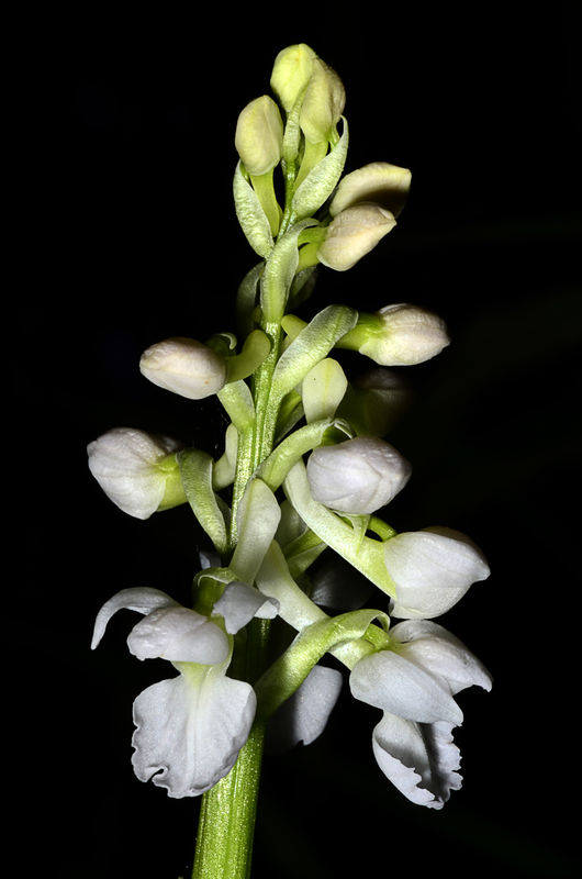 early purple orchid white form...