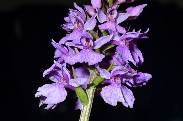 Southern marsh orchid...