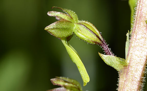 Twayblade, one of our commonest orchids...