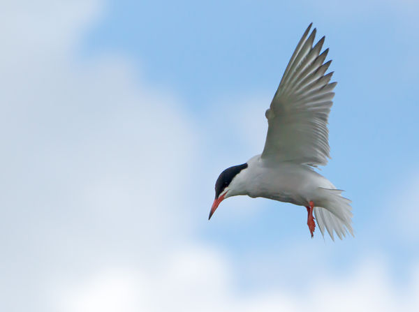 common tern...